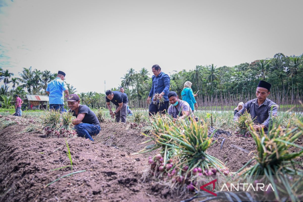 Wali Kota Padang Sidempuan ingin wujudkan ketahanan pangan