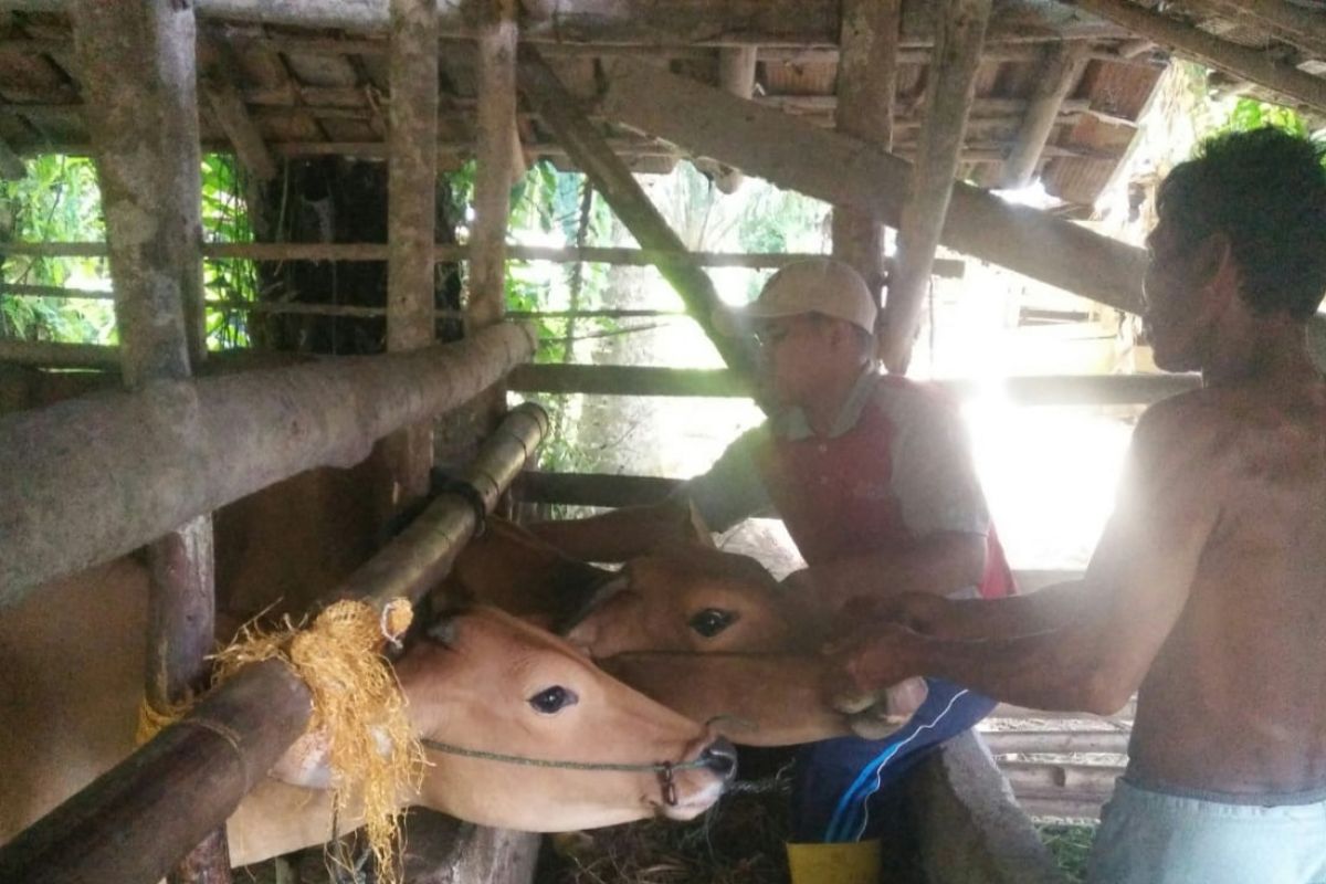 52 desa di Mukomuko kembangkan usaha peternakan sapi-kerbau