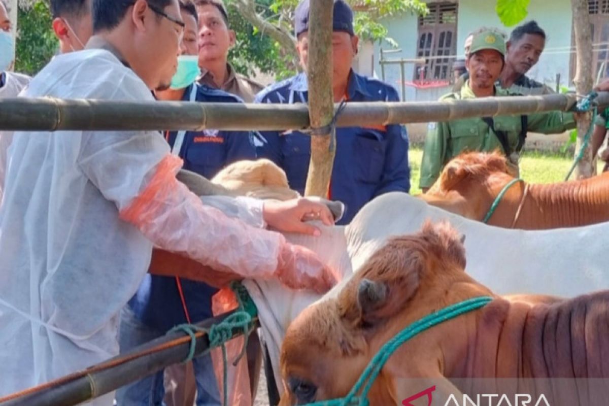 Balai Karantina Pertanian Palembang awasi ketat lalu lintas ternak