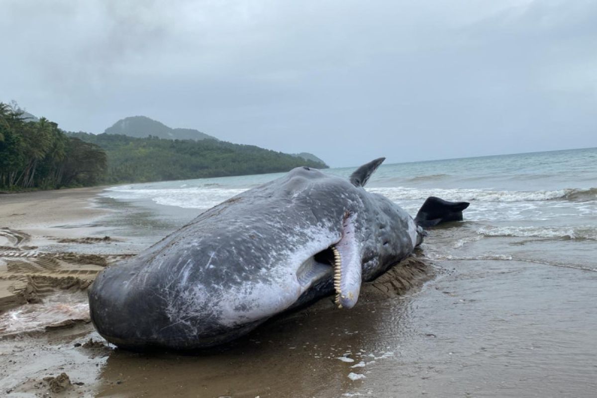 Polres Buru Selatan evakuasi bangkai ikan paus sepanjang 12 meter terdampar di Desa Terkuri