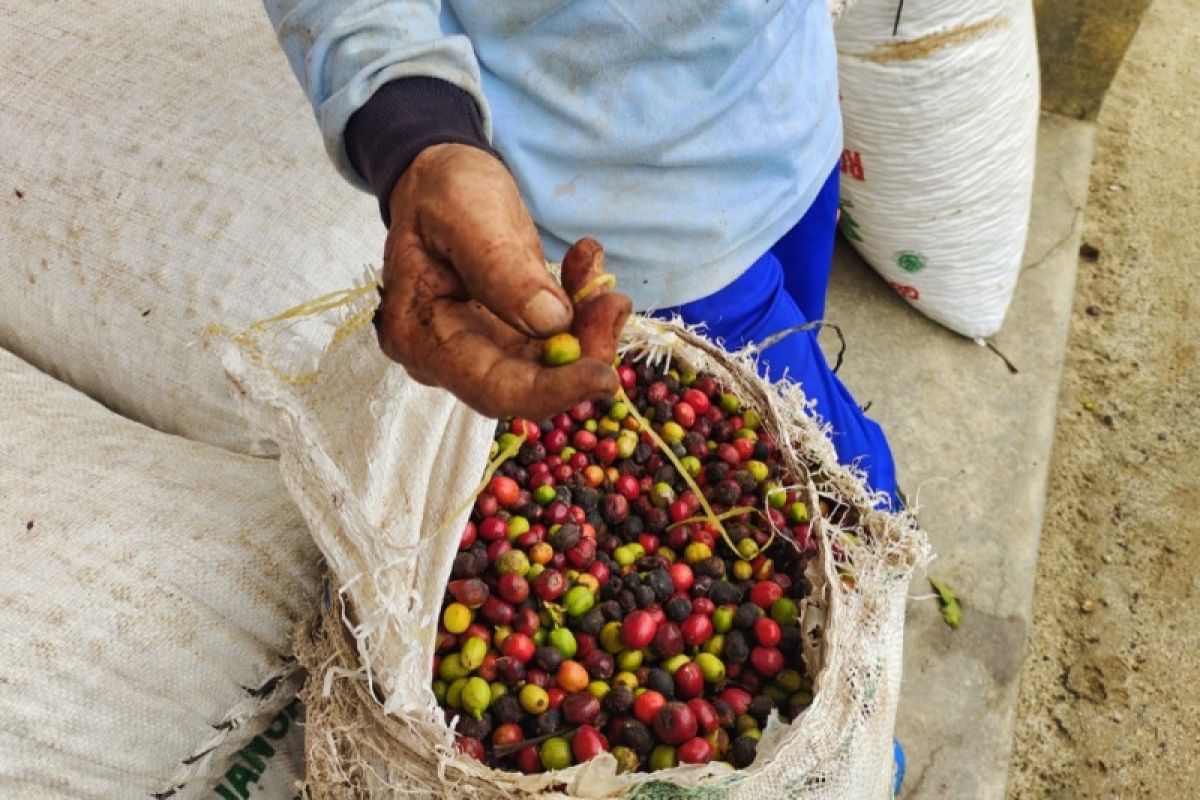 Kopi Lampung Begawi upaya tumbuhkan IKM kopi