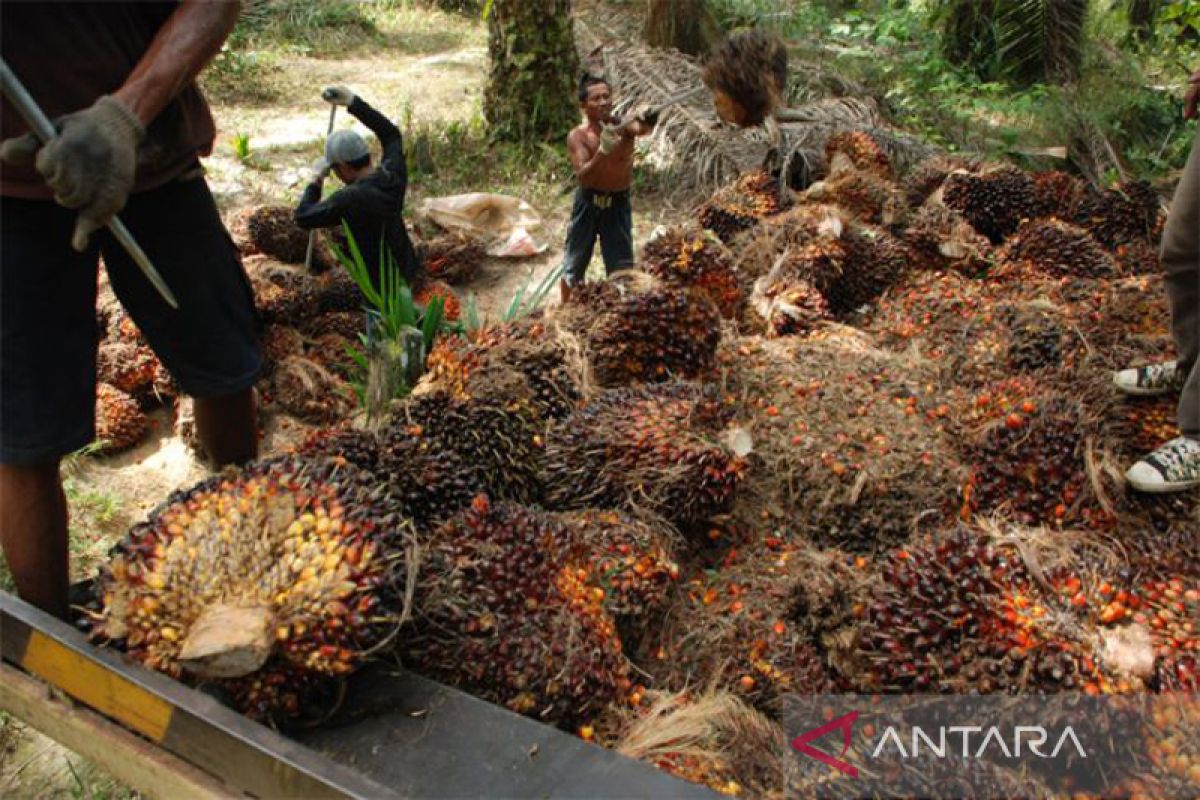 Indonesia dan Malaysia nyatakan sepakat atasi diskrimasi terhadap kelapa sawit