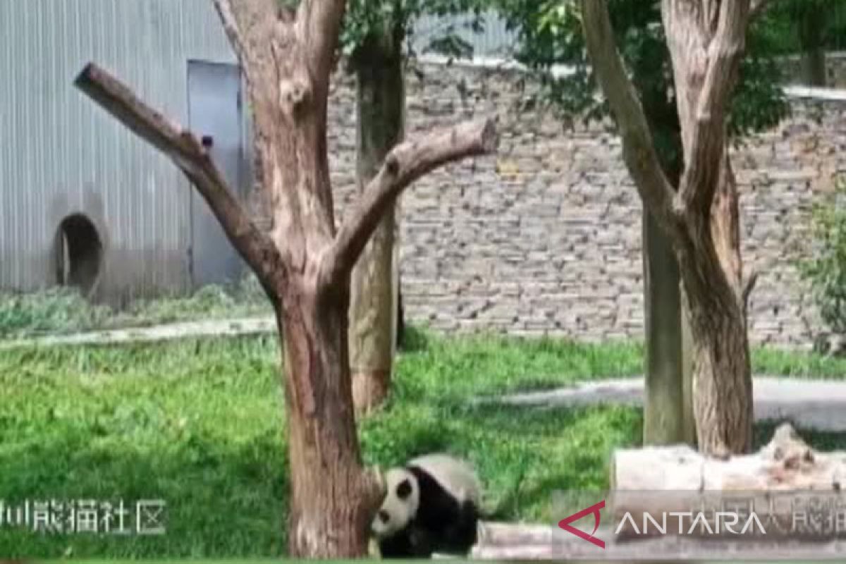 Semua panda di empat basis penangkaran selamat usai gempa Sichuan