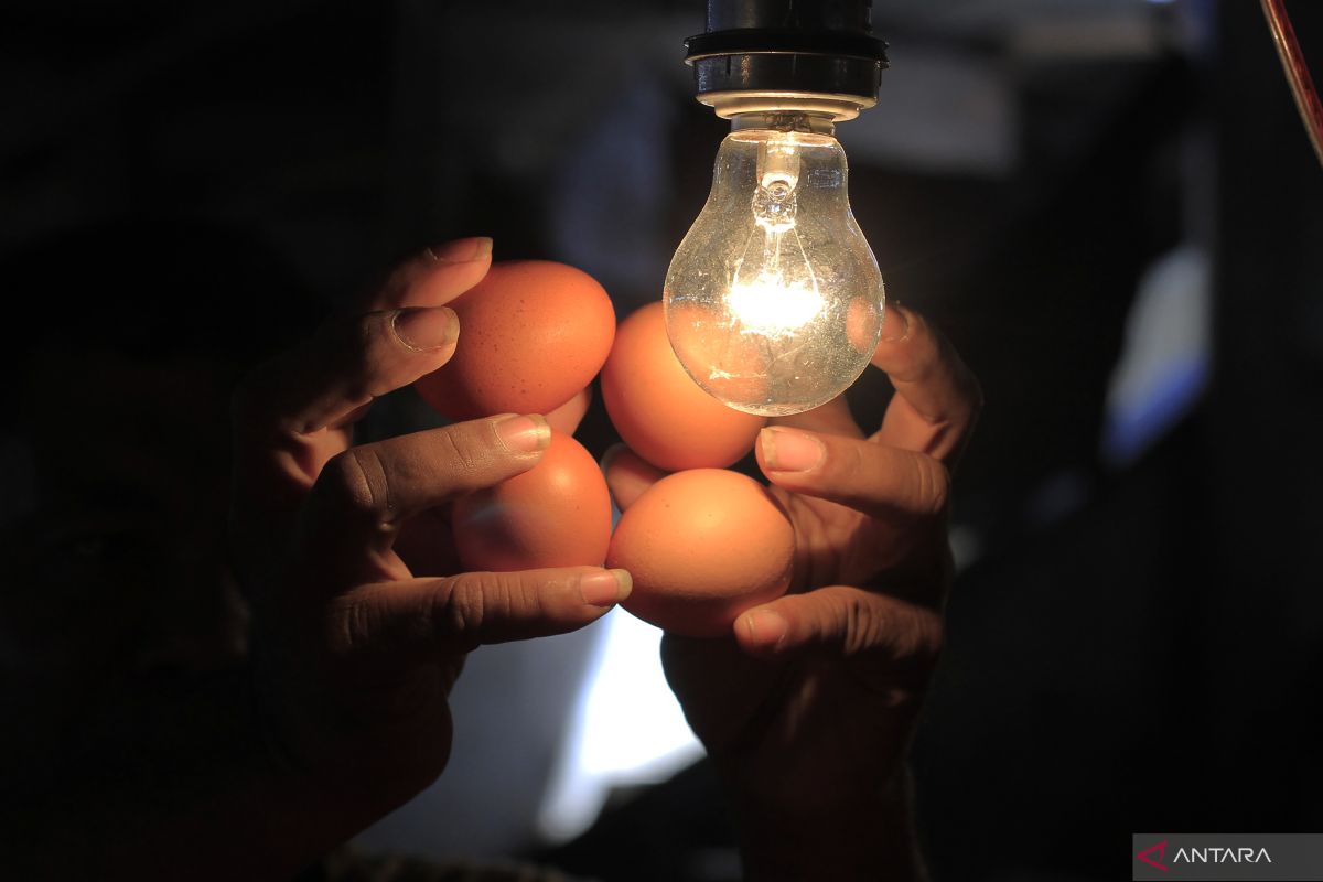 Harga telur ayam ras di Kota Kupang tembus Rp65.000 per rak