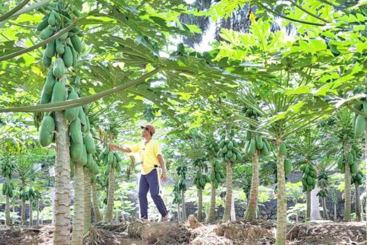 Komunitas Petani Bali Jengah sulap lahan kosong jadi perkebunan pepaya