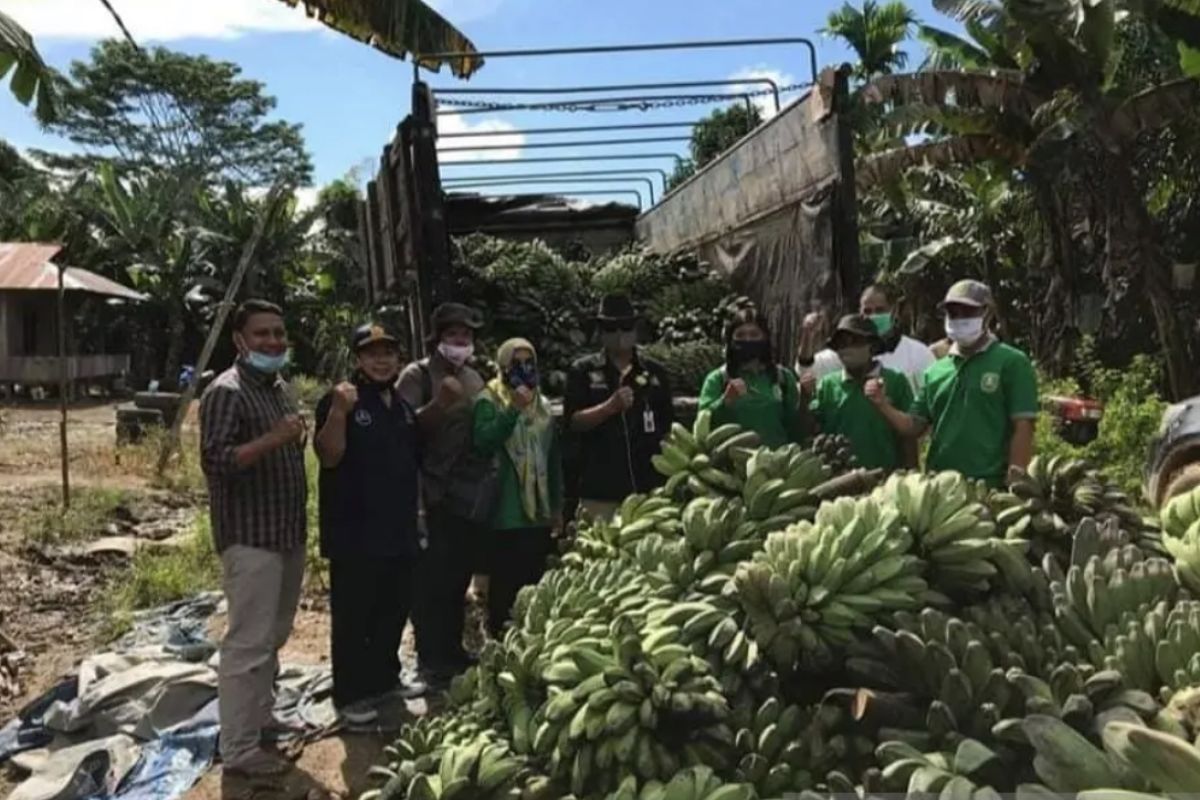 Presiden dijadwalkan lepas ekspor pisang kepok di Kutim