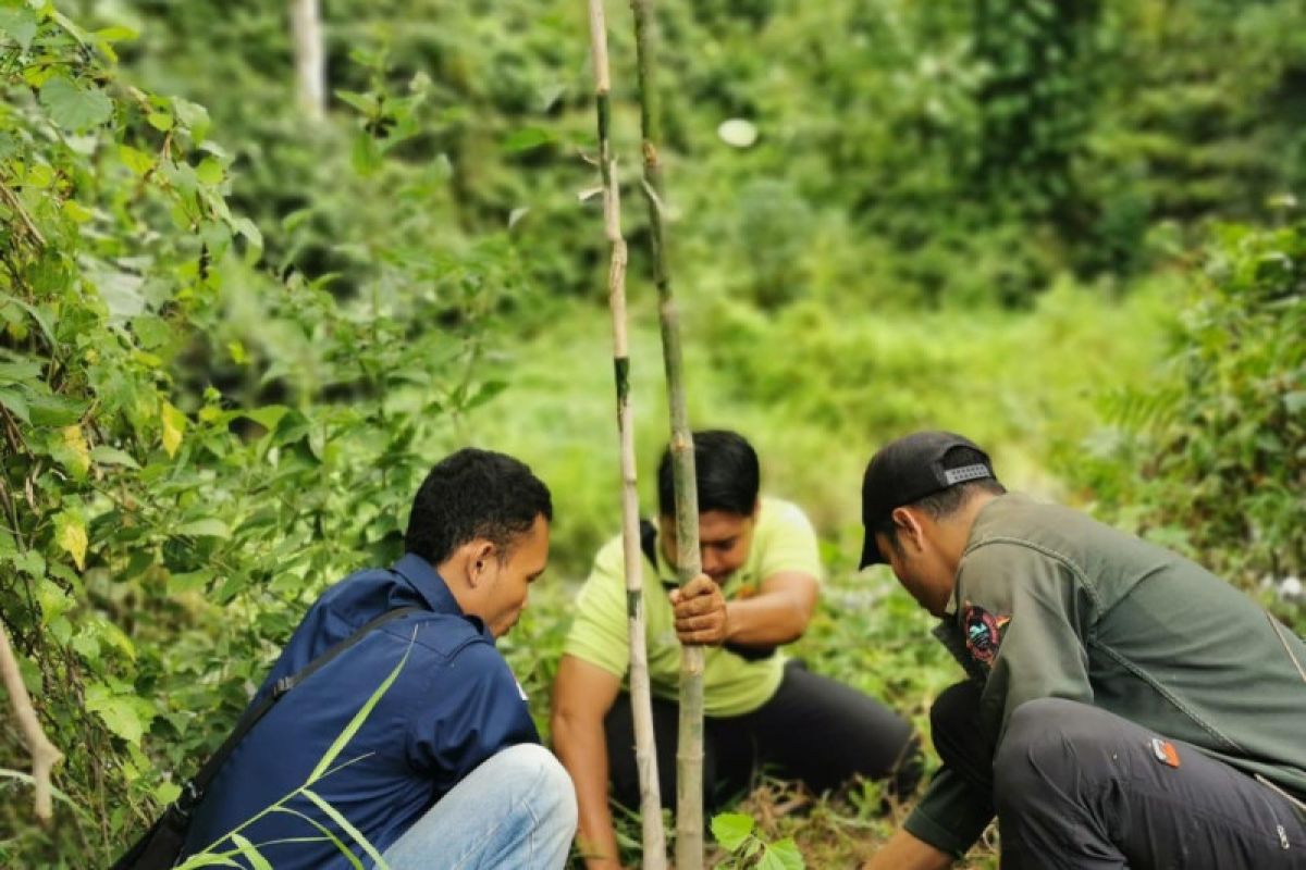 Gandeng pecinta alam, PLN tanam pohon di Santong Lombok Utara