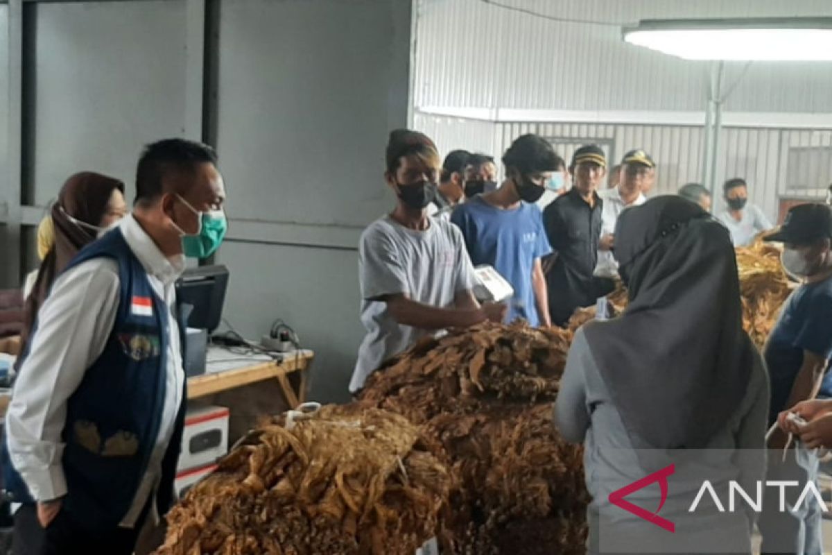 Produksi tembakau NTB turun dampak perubahan iklim