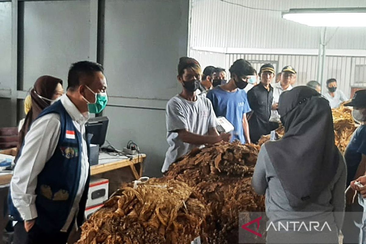 Produksi tembakau NTB turun dampak perubahan iklim