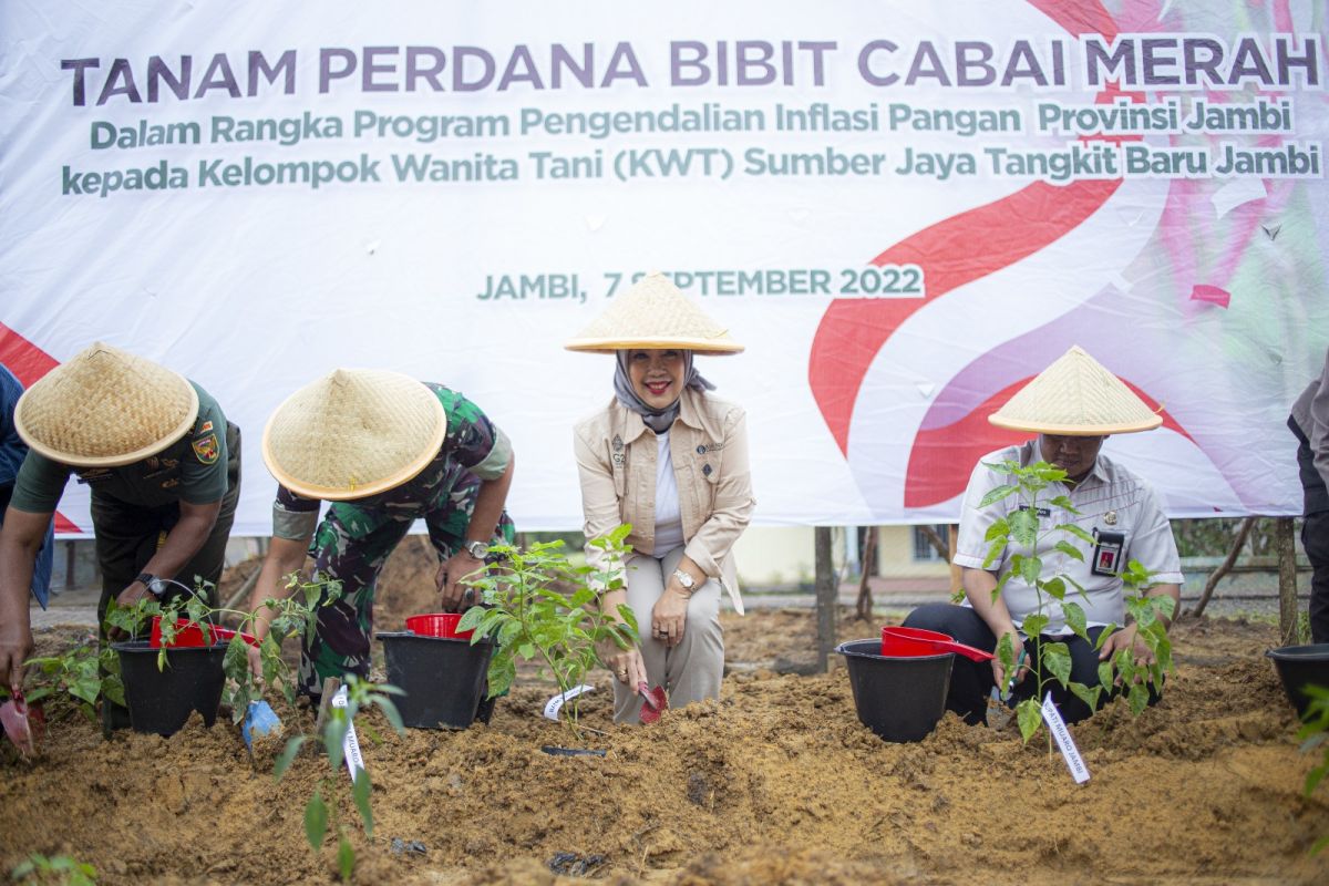 BI Jambi beri 1.000 bibit cabai ke Kelompok Wanita Tani, Tangkit Baru