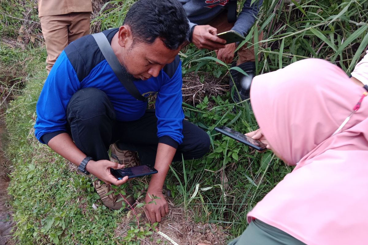 Ternak warga Matua Agam kembali dimangsa satwa liar