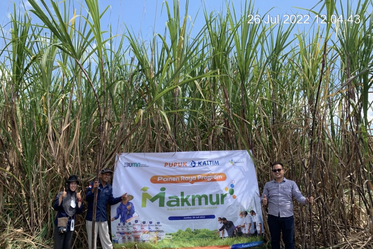 Program Makmur Agro Solution tingkatkan produksi tebu di Jember
