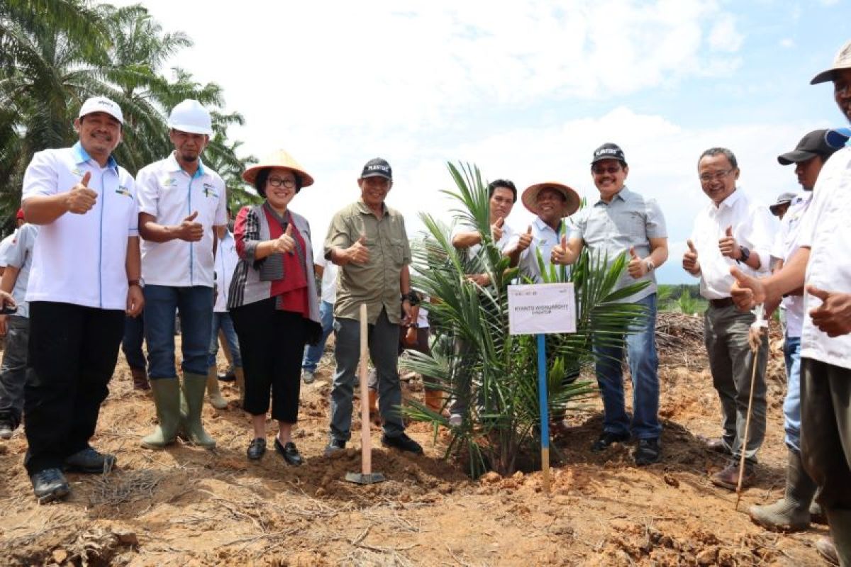 PTPN VII mulai tanam ulang kelapa sawit