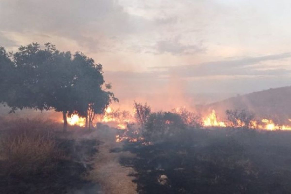 14 hektare kawasan Hutan Sekaroh Lombok Timur terbakar