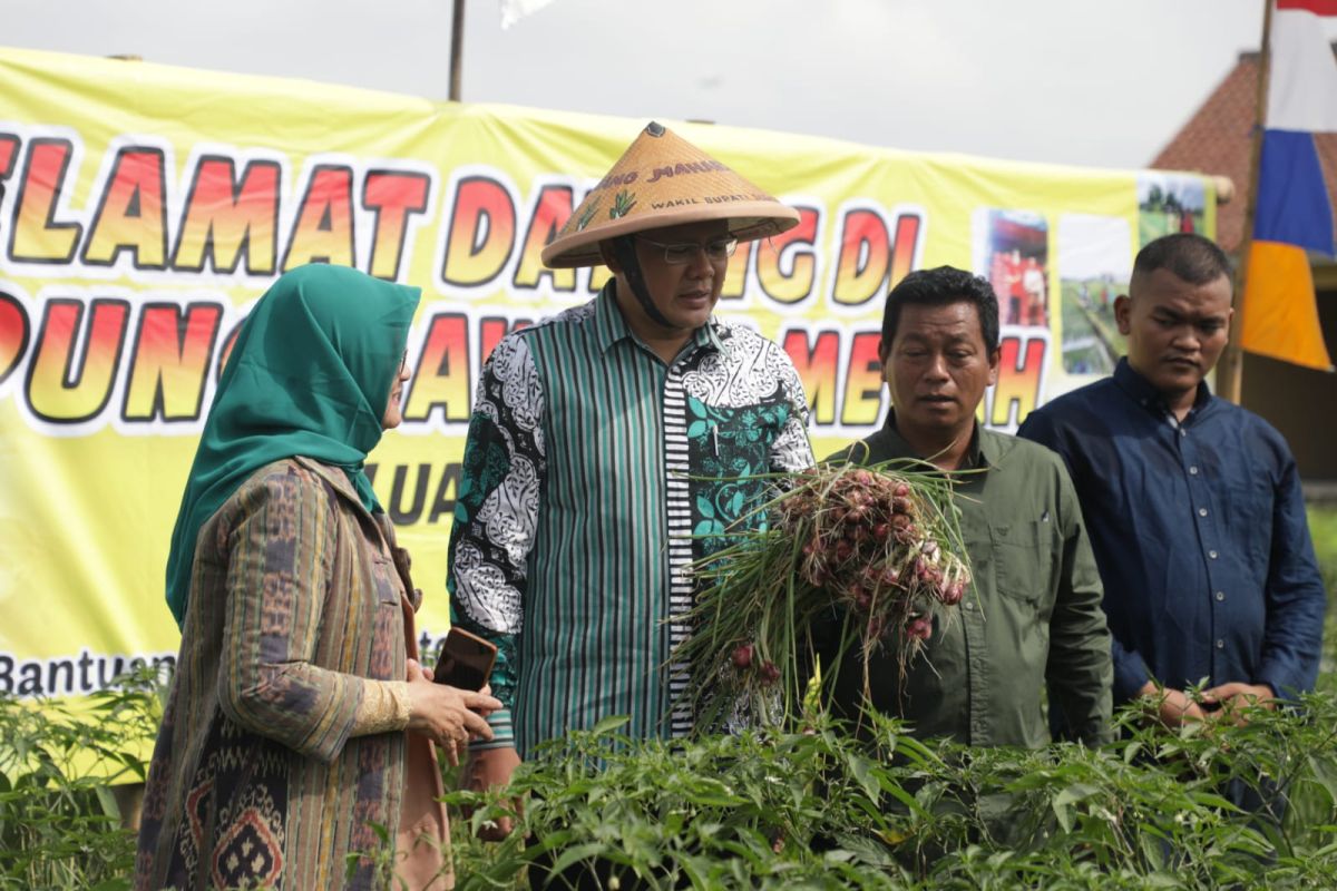 Gapoktan Tirto Sembodo Sleman sukses panen raya bawang merah