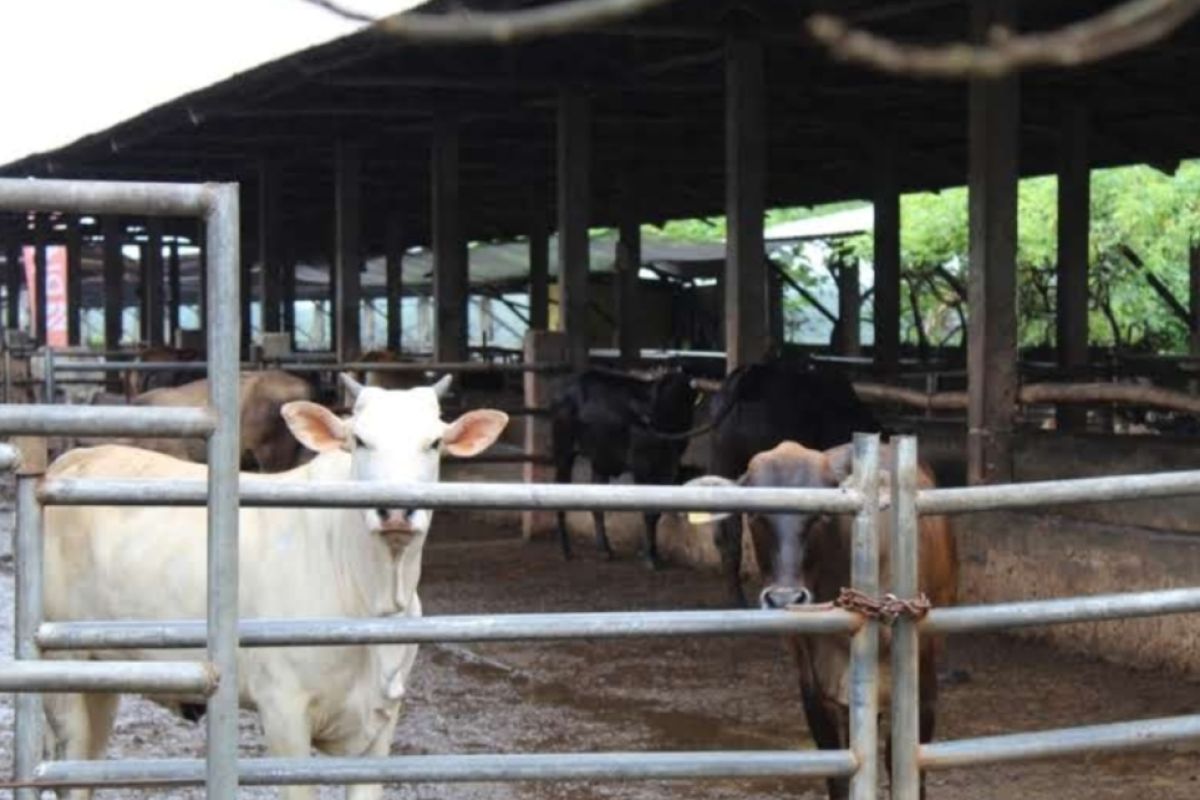 Vaksinasi PMK ternak di Lampung capai 78,90 persen