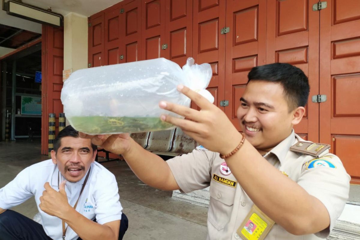 Sumbar kirim ikan hias laut senilai Rp2,4 miliar ke pasar domestik