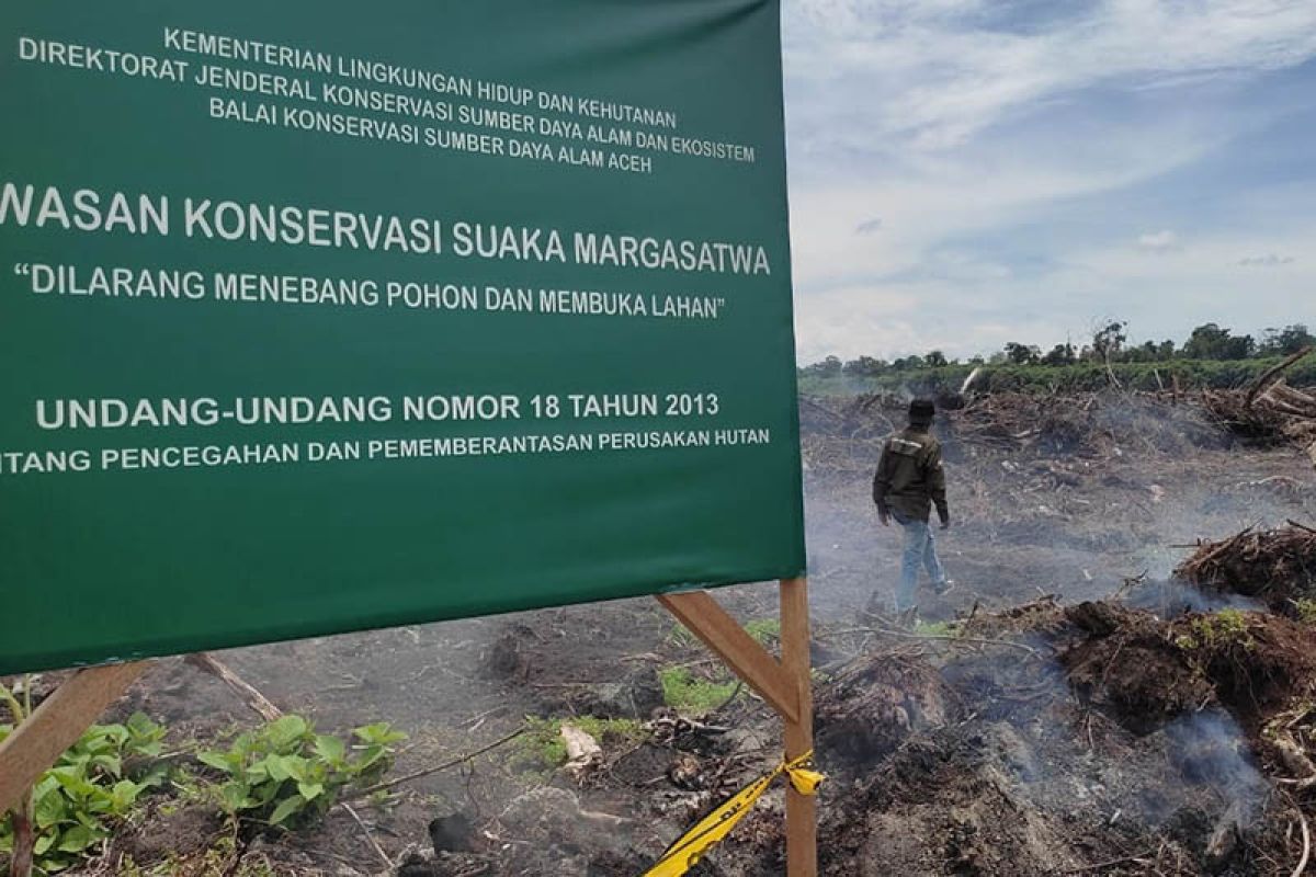 Suaka Margasatwa Rawa Singkil Aceh alami deforestasi ribuan hektare