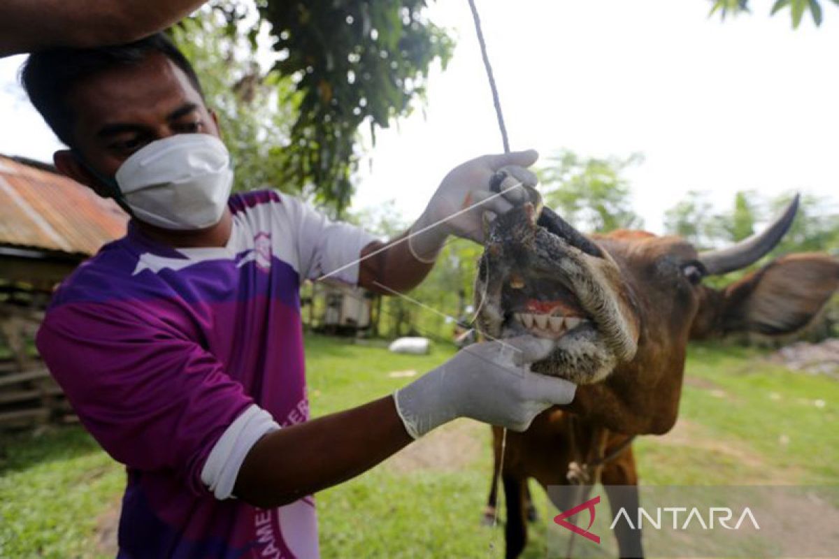 Hewan ternak terinfeksi PMK di Aceh tersisa 126 ekor
