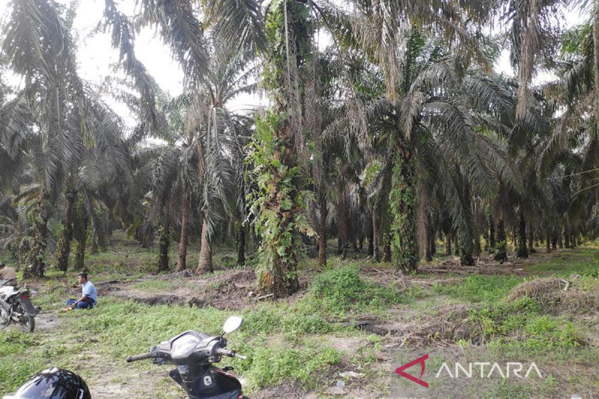 Pemkab Kobar berhasil serap Rp30 miliar untuk peremajaan kelapa sawit