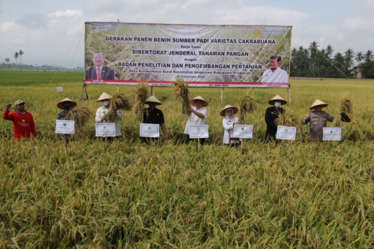 Sekdakab Pringsewu panen benih padi varietas Cakrabuana di Pekon Kresnomulyo Barat