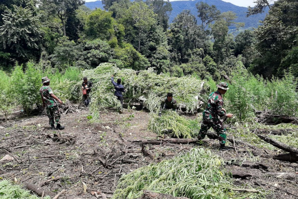 TNI musnahkan 10 ribu batang ganja di Gayo Lues