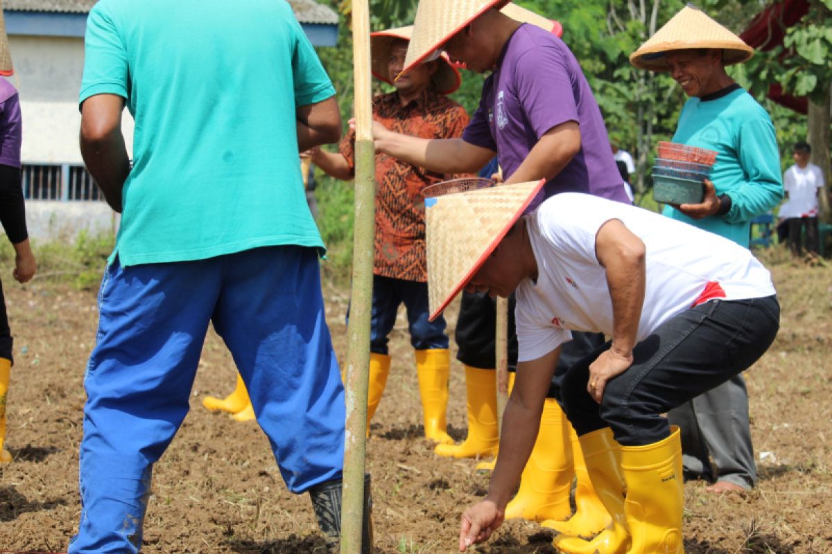 BBWS Lampung tanam palawija 10 hektare jaga ketahanan pangan