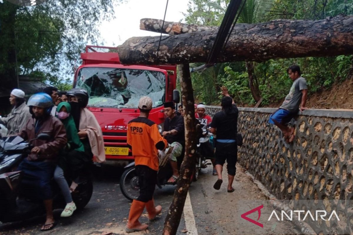 Pohon tumbang putus jalur provinsi di Pamekasan