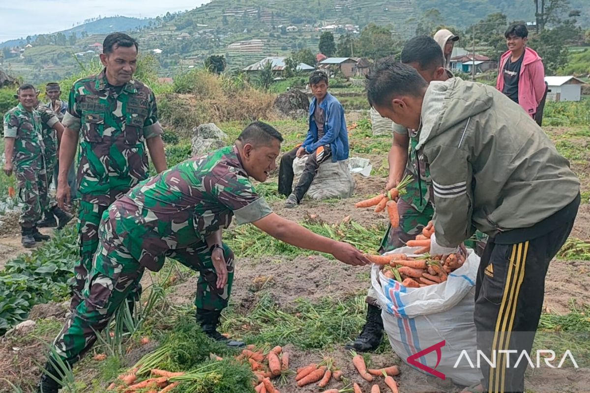 Kasdim 0309/Solok panen wortel di lahan program pemberdayaan prajurit dan masyarakat produktif