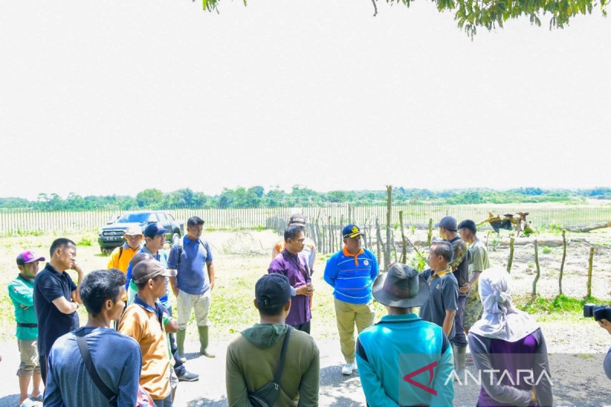 Makin banyak ternak mati, Sekda Kampar : Isolasi kerbau yang sehat