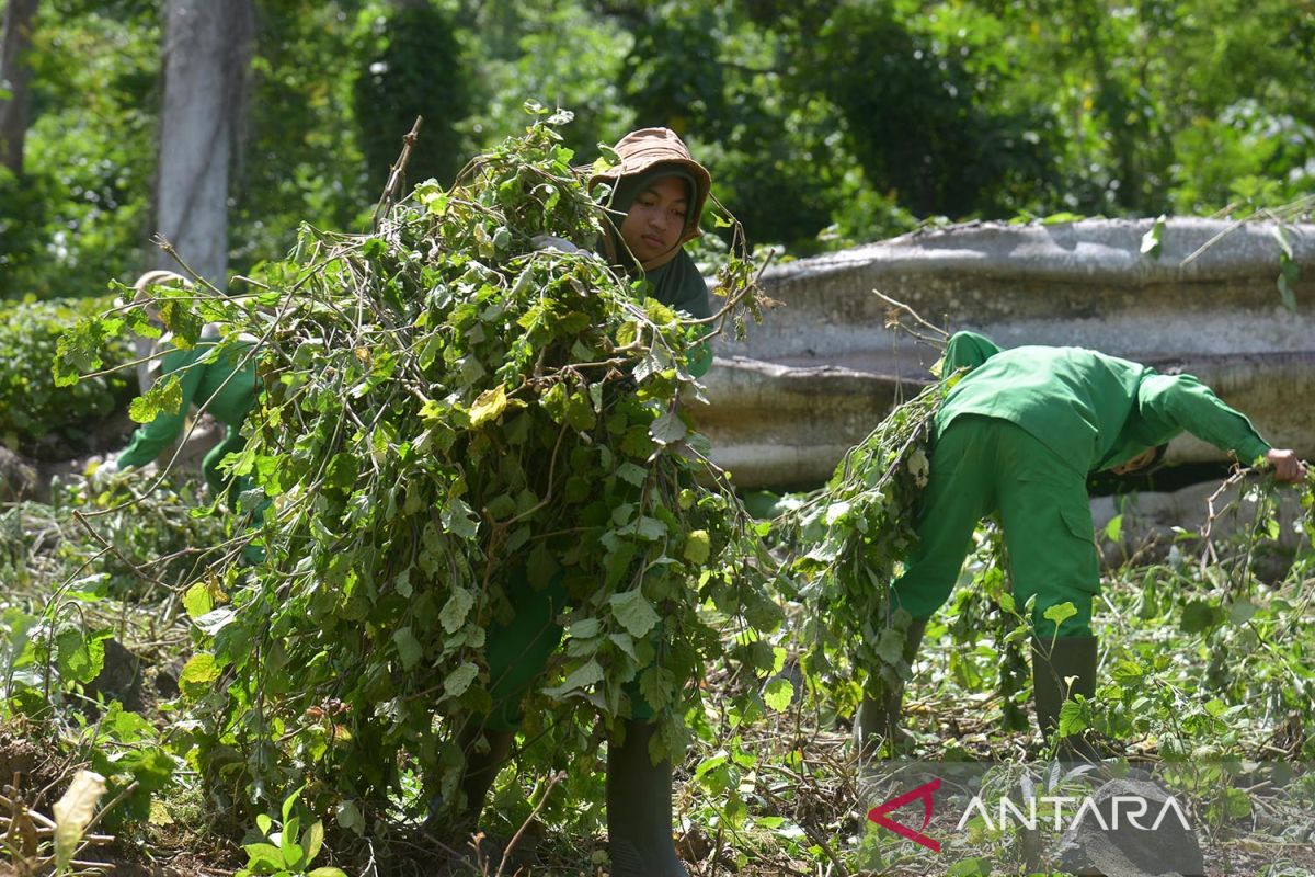 Panen dan produksi minyak atsiri di pedalaman Aceh Besar