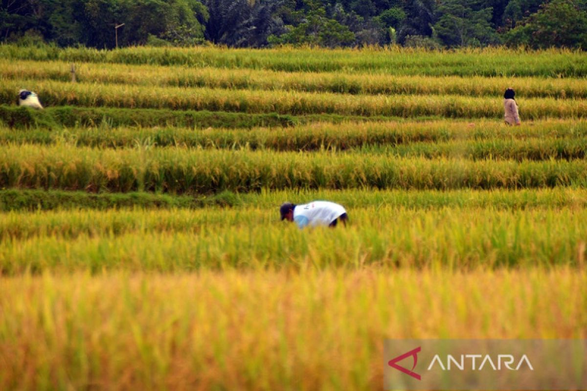 Mempertahankan Kabupaten Karawang sebagai lumbung padi di Jabar