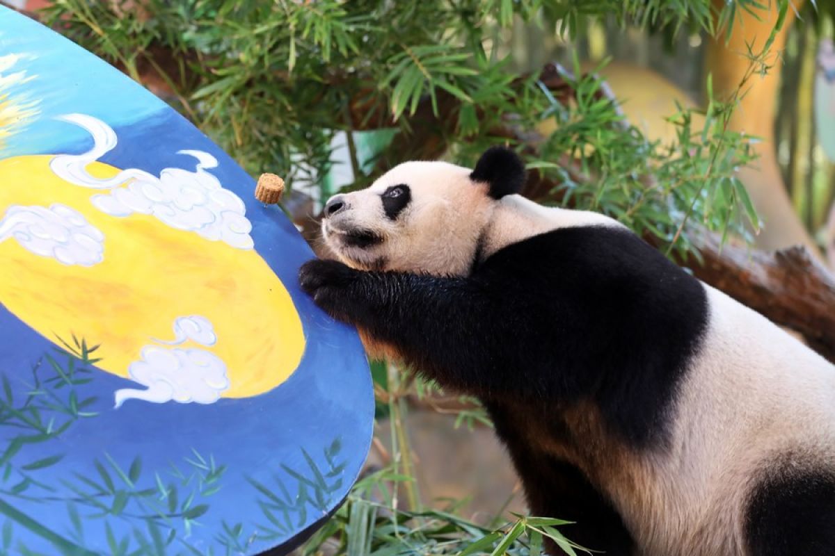 Panda raksasa kembar tiga rayakan Festival Musim Gugur di Guangzhou