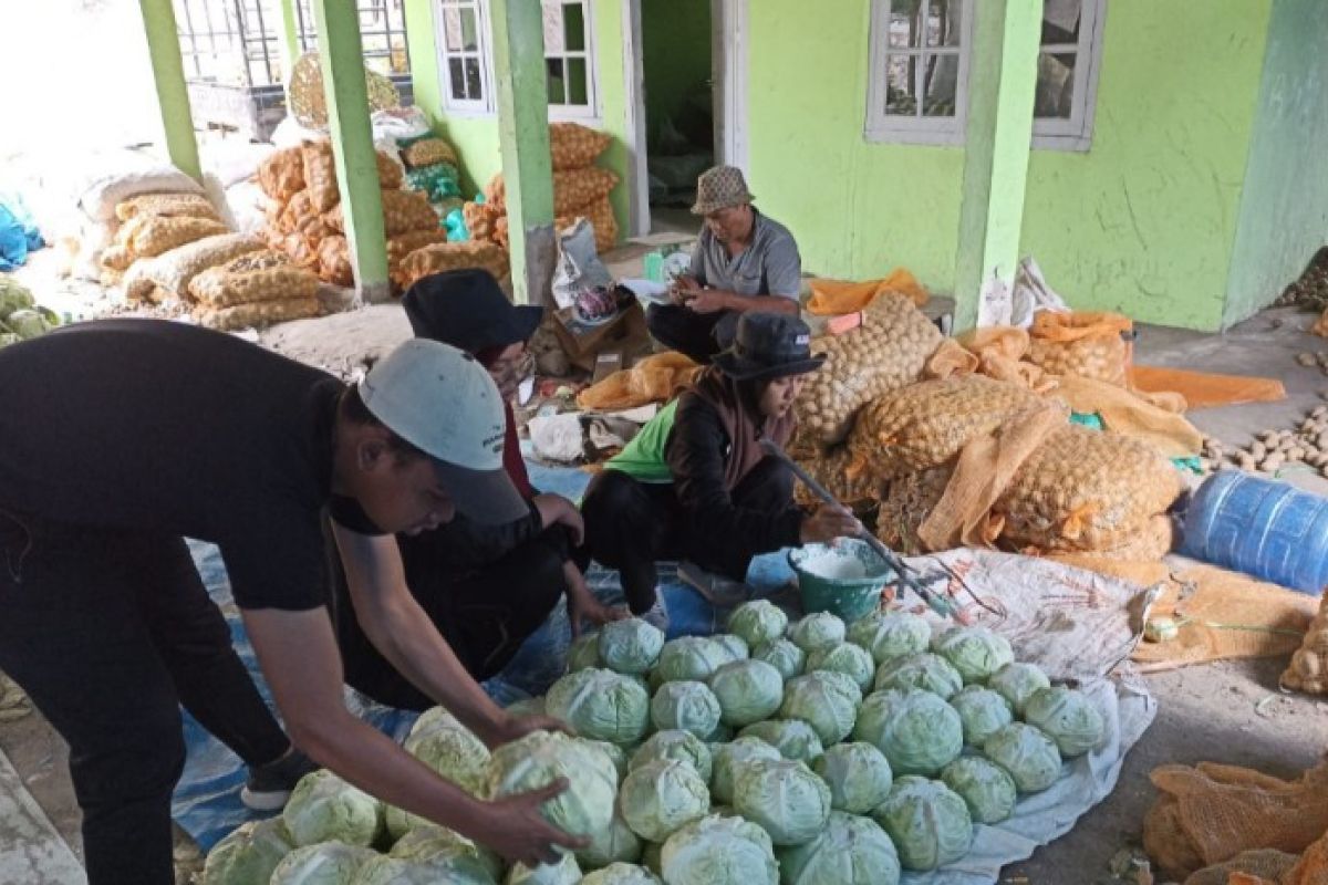 Terapkan MBKM, Mahasiswa Polbangtan Kementan kawal pasca panen hortikultura Humbahas