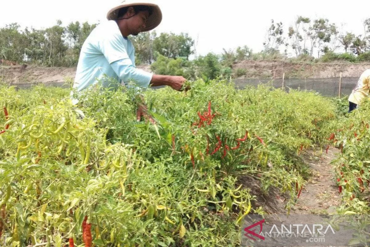 Pemkab Bantul manfaatkan lahan pekarangan untuk ditanami cabai dan bawang