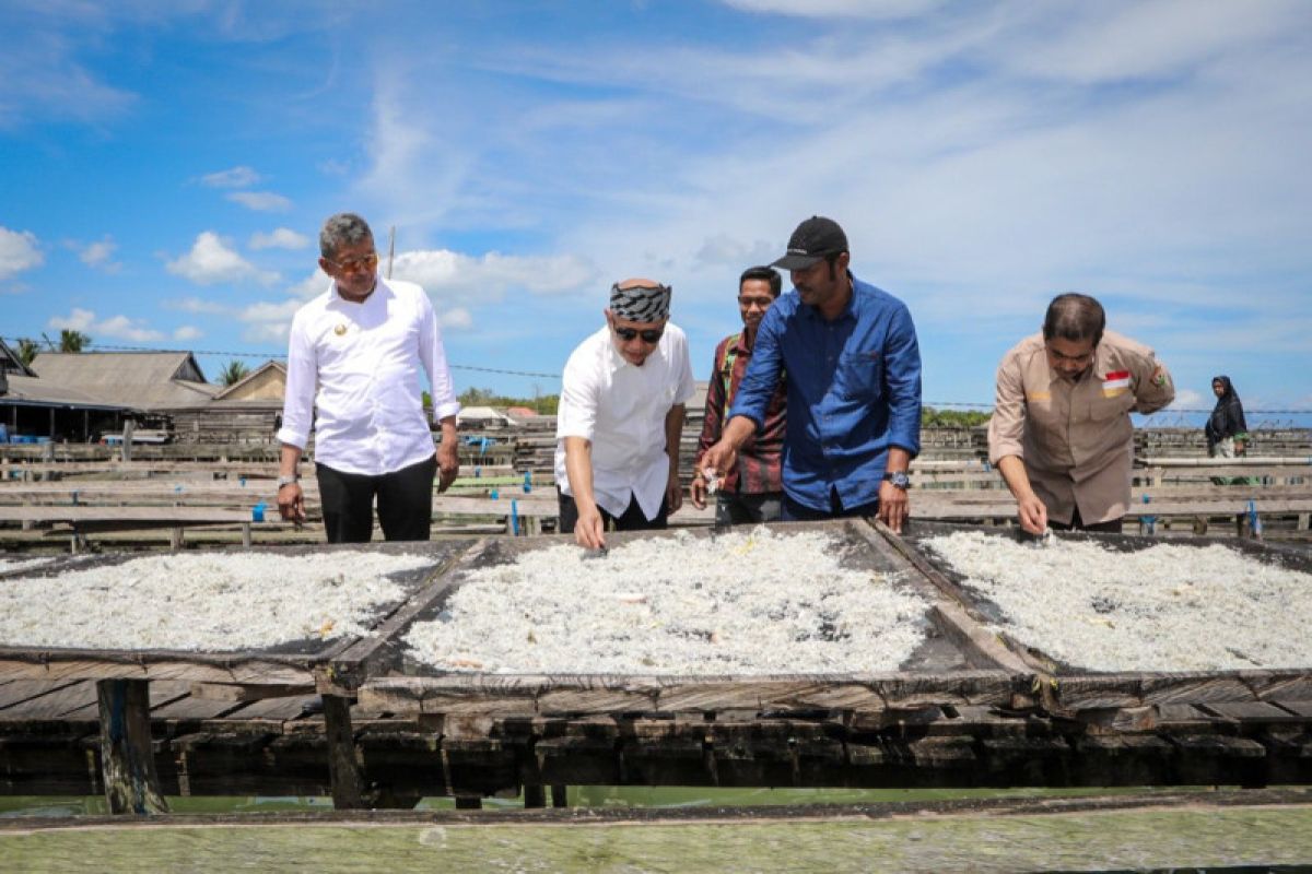 Menkop UKM Teten sebut Buton Tengah bisa kembangkan lobster, teri, dan rumput laut