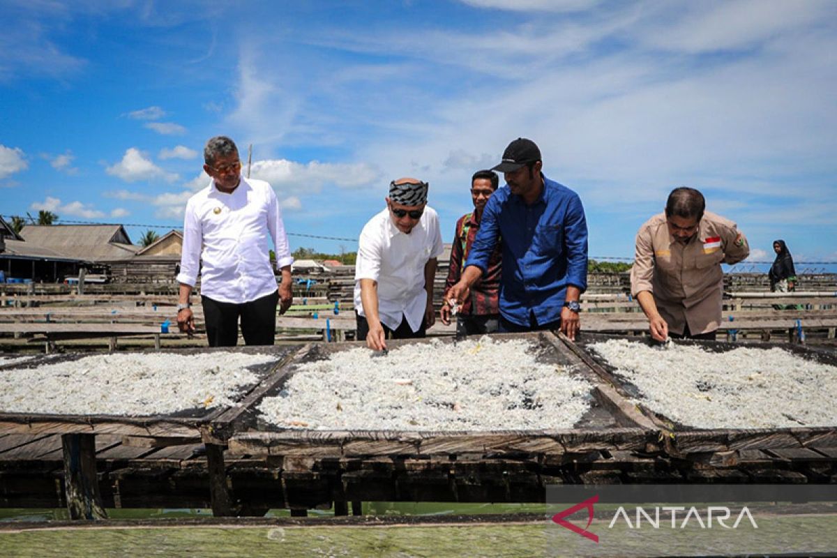 Teten: Buton Tengah bisa kembangkan lobster, teri, dan rumput laut