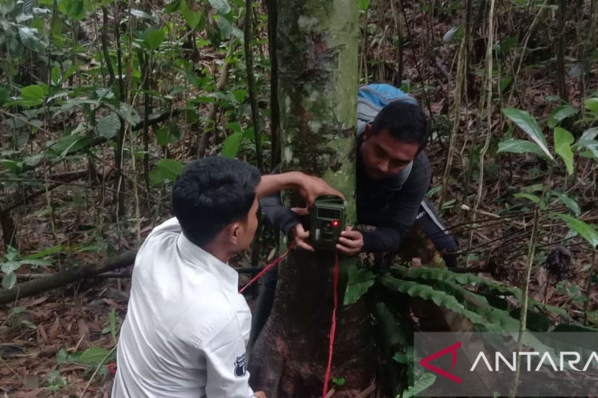 Menjaga habitat si raja rimba agar tidak sirna