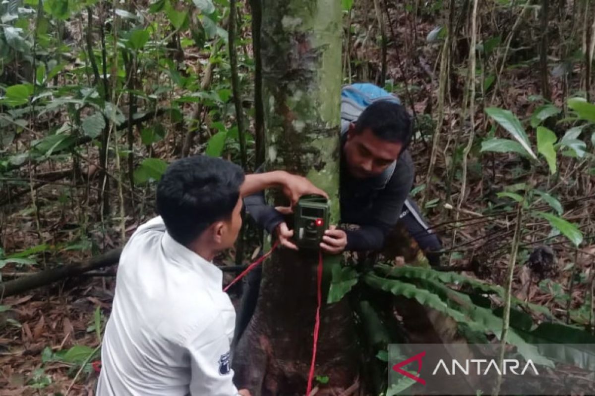 Menjaga habitat agar si raja rimba tidak sirna