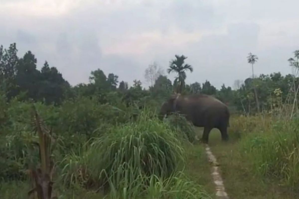 Menggiring gajah codet yang sering masuk perkebunan warga Riau