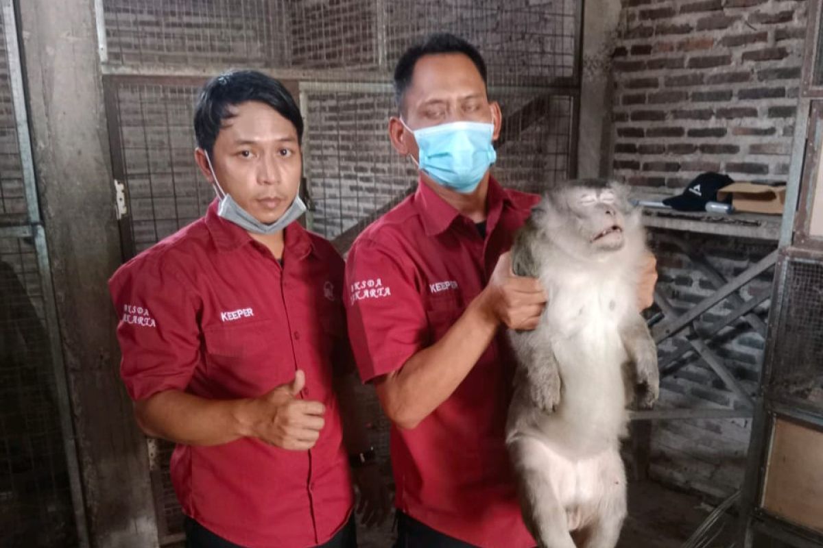 Petugas melumpuhkan monyet yang menyerang pemilik di Kabupaten  Tangerang