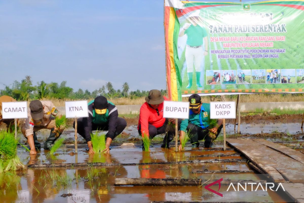 Tanam padi di Rangsang Barat, Bupati Meranti akan segera cari solusi kendala petani
