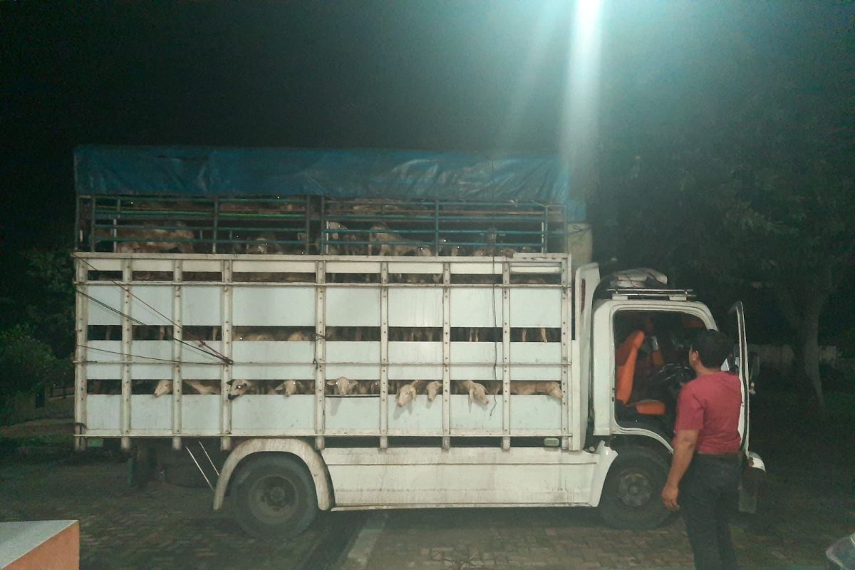 Karantina Pertanian Lampung menggagalkan 31 penyelundupan hewan ternak