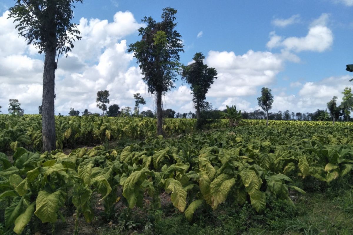 Alokasi dana cukai tembakau di Lombok Tengah capai Rp72 miliar