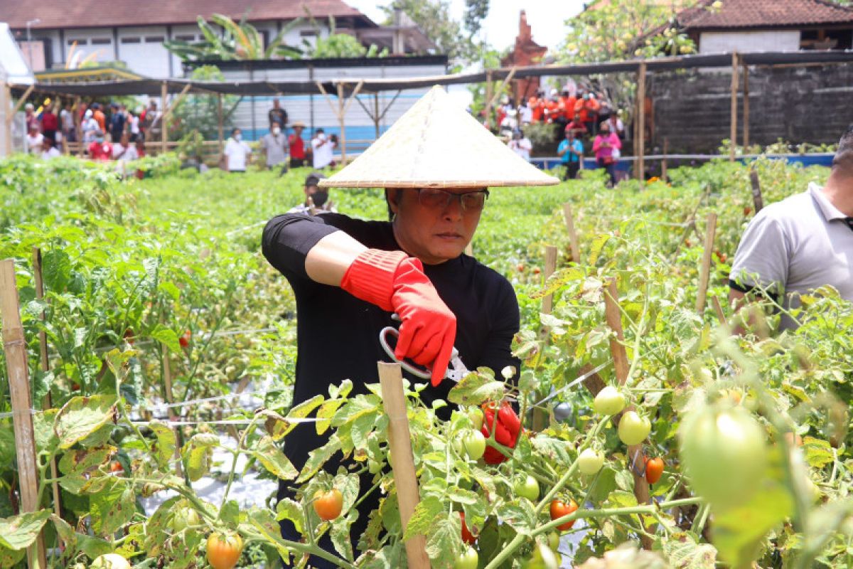 Pemkab Badung tingkatkan ketahanan pangan masyarakat di desa