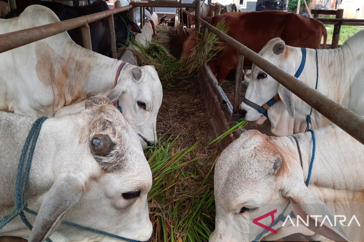 Kabar gembira!, 620 hewan ternak terinfeksi PMK di Tangerang dinyatakan sembuh