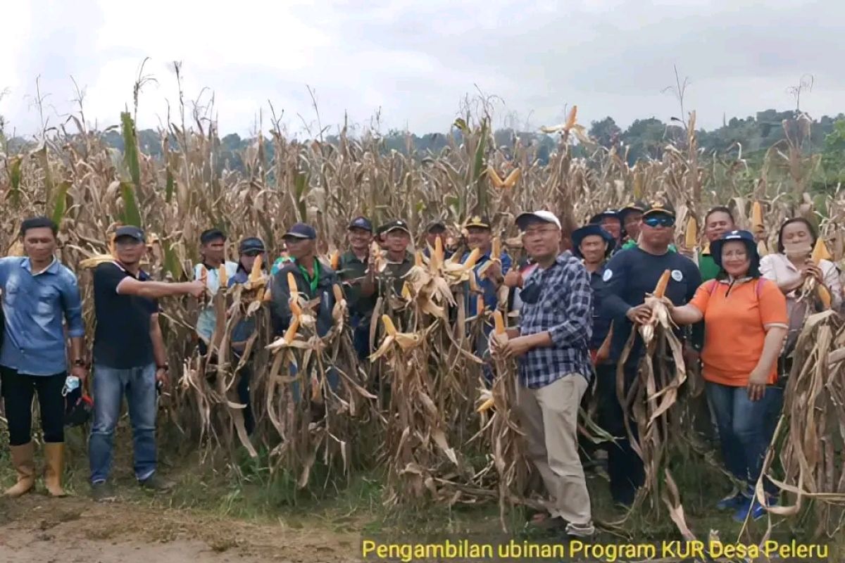 Program 'Pajeko' Kabupaten Morut hasilkan panen jagung dua kali lipat