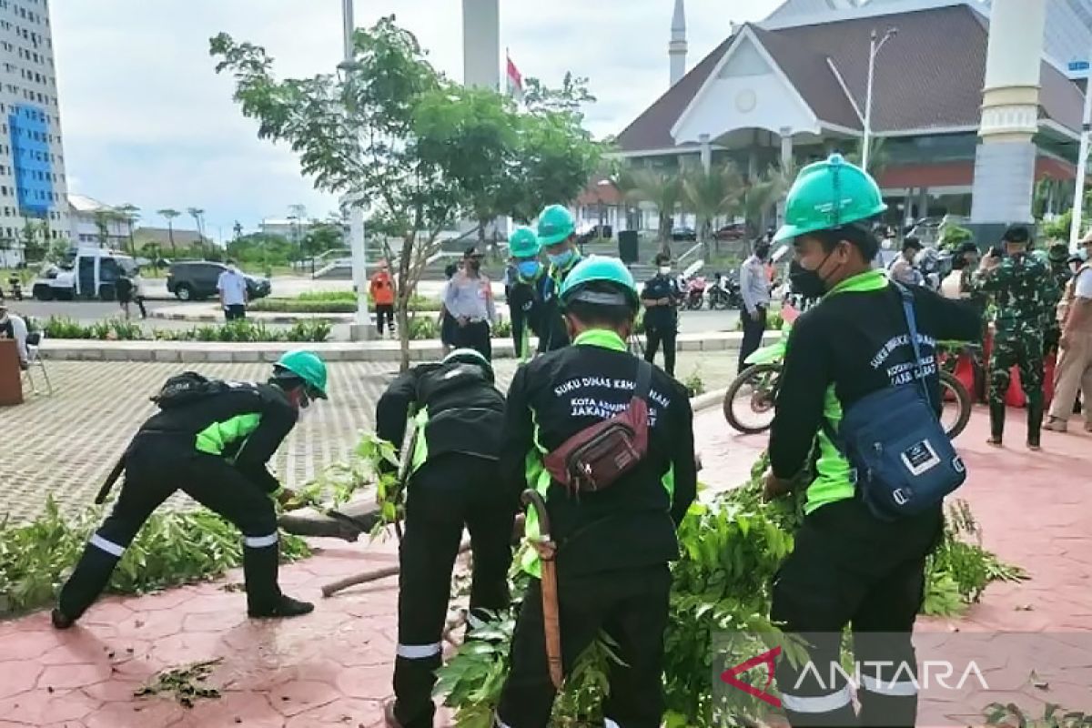 Jakarta Barat pangkas ratusan pohon sejak Januari 2023