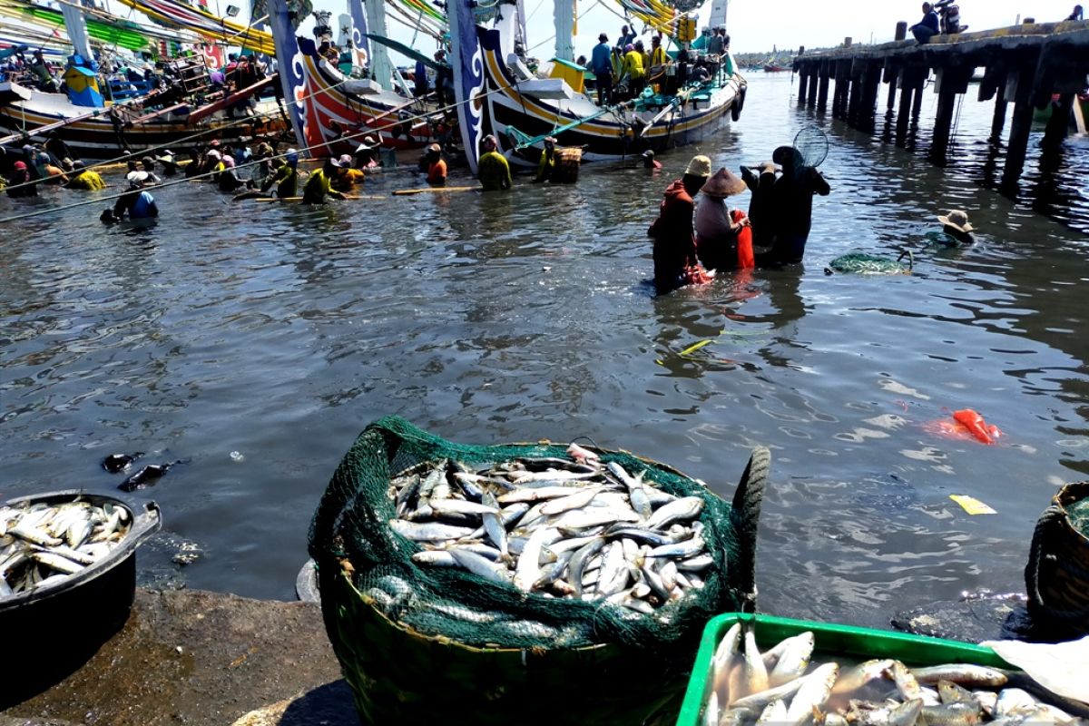 Dinas Perikanan Jembrana: tidak wajib bongkar ikan di TPI
