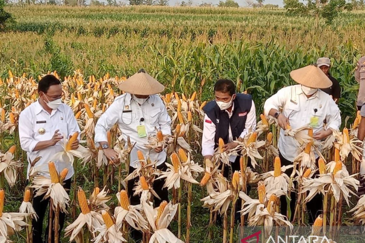 500 ribu Ha jagung dikembangkan melalui TJPS